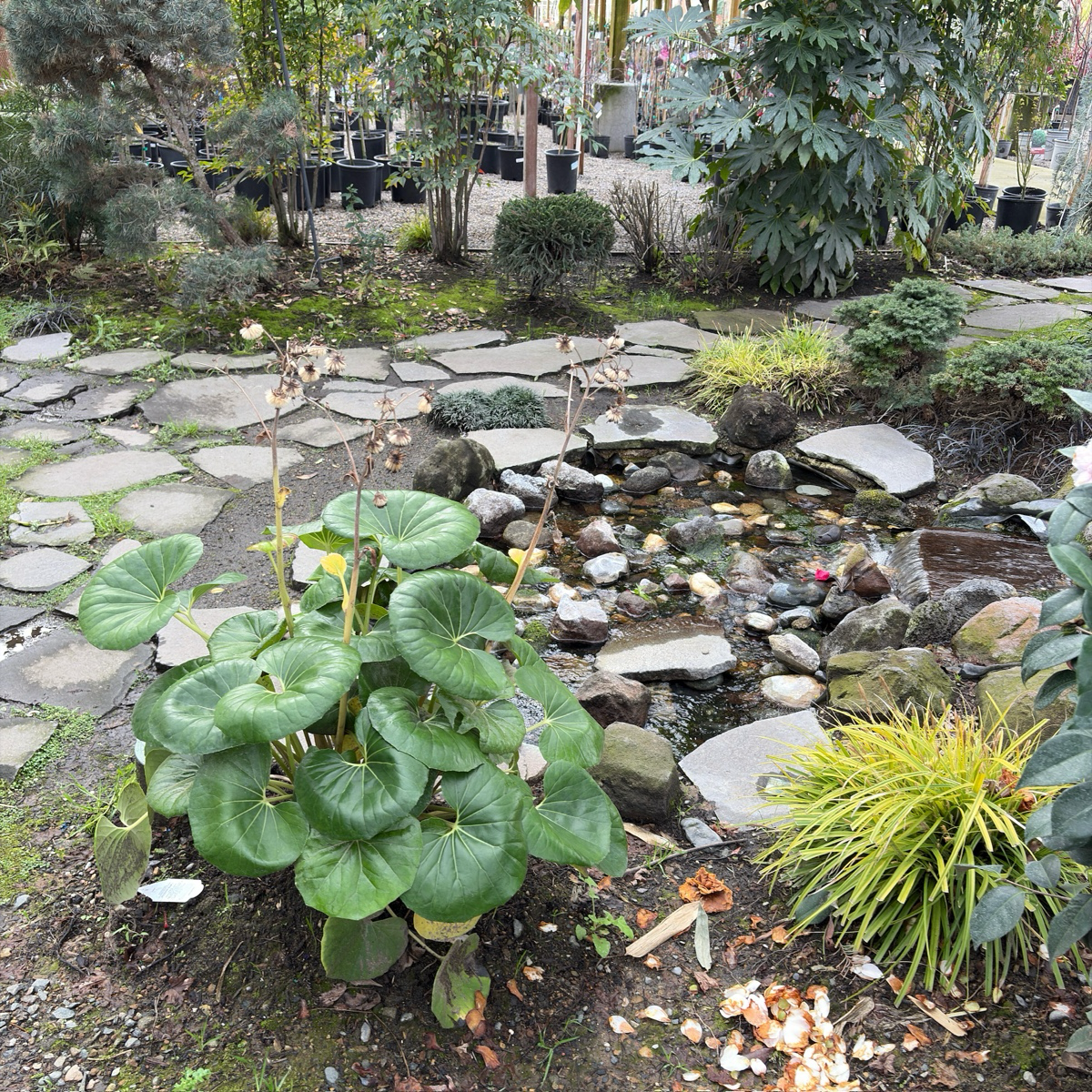 Red Fountain Grass、Purple Fountain Grass