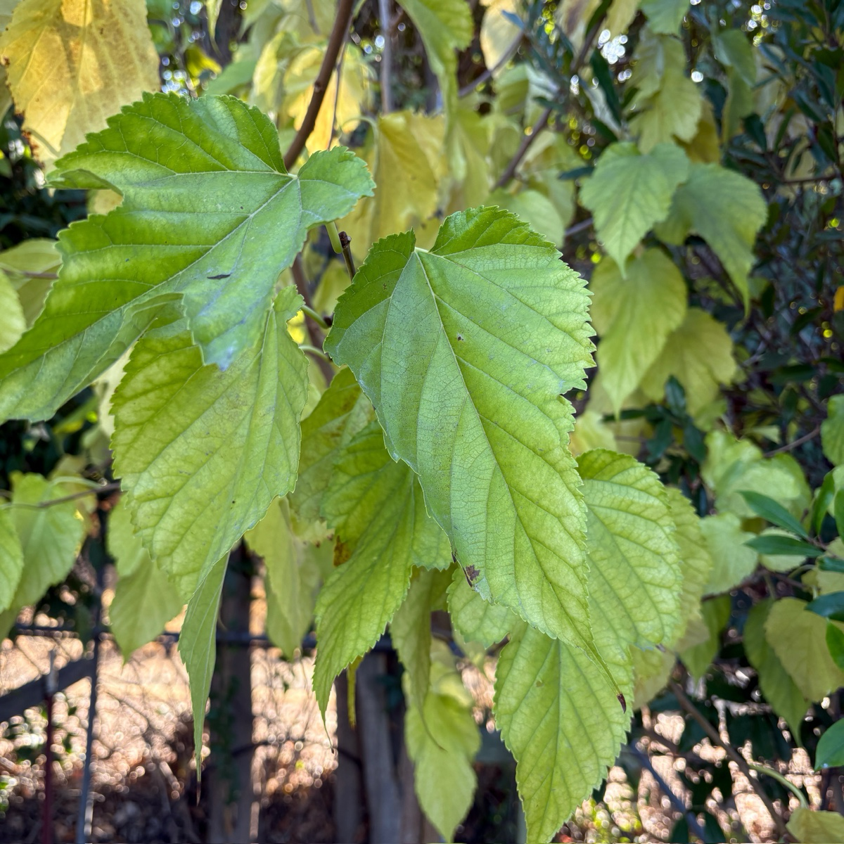 Mulberry Fruitless