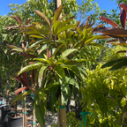 Bronze Loquat
