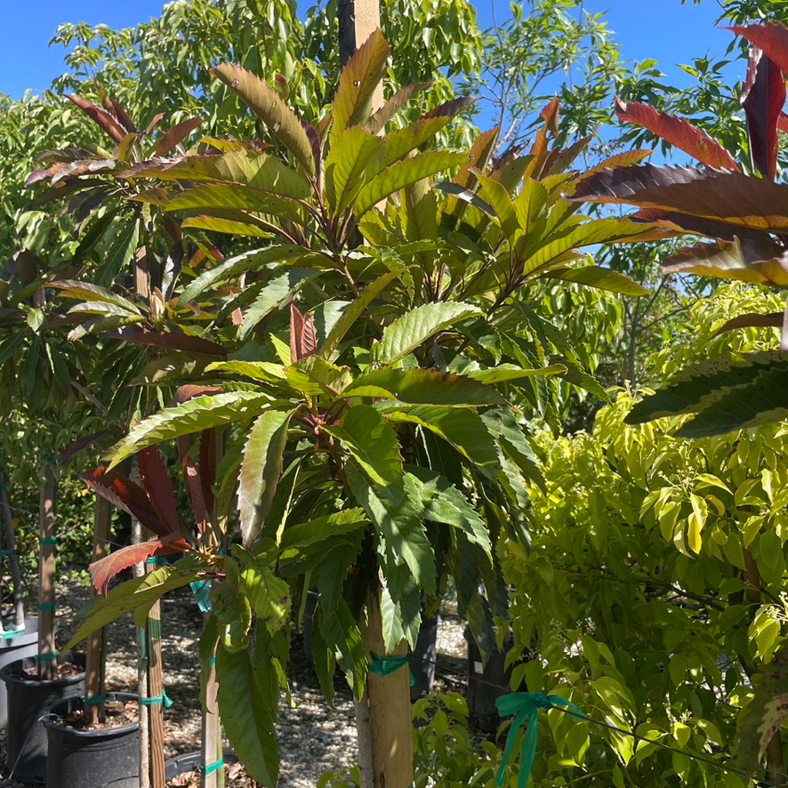 Bronze Loquat