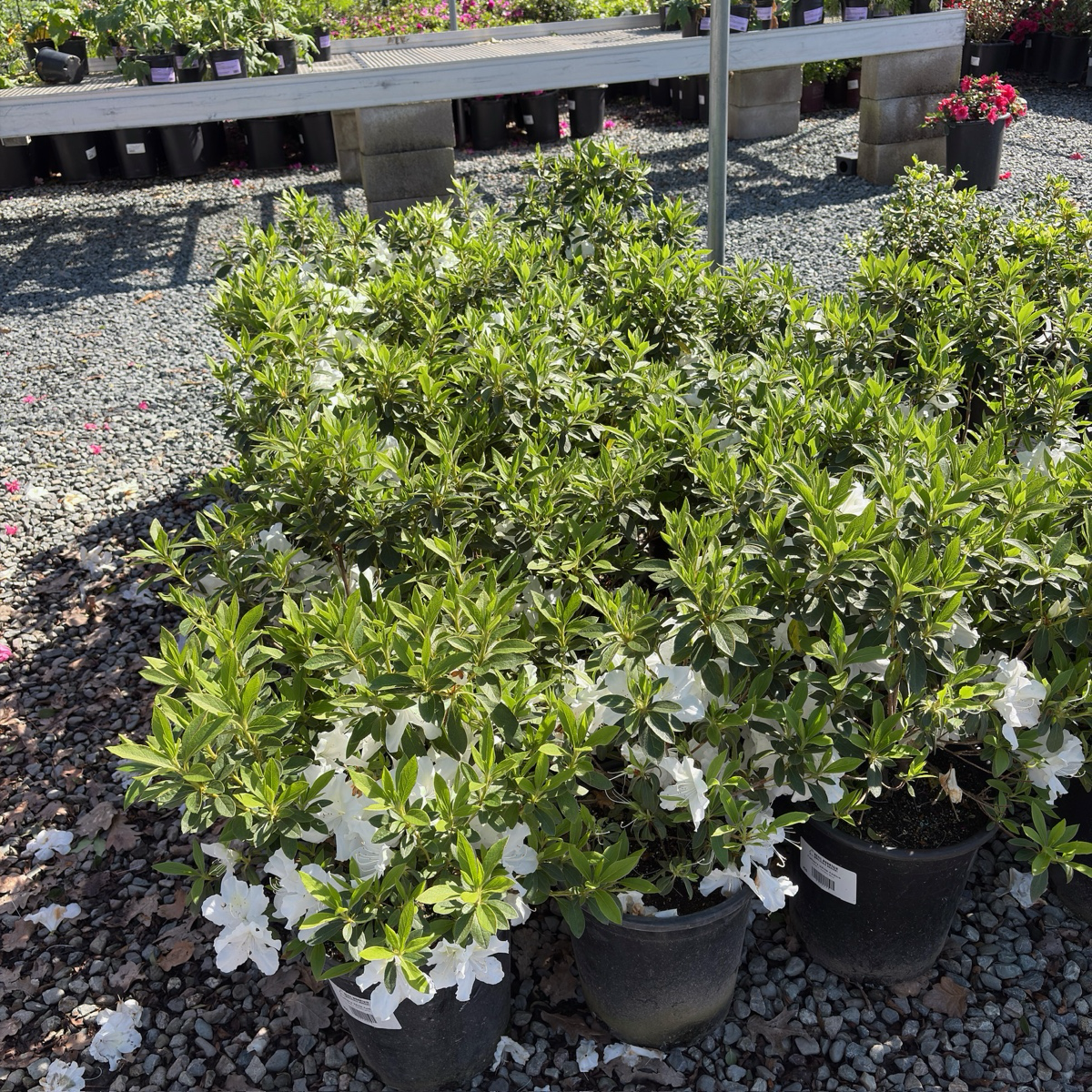Fielder's White Azalea