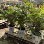 Australian Tree Fern