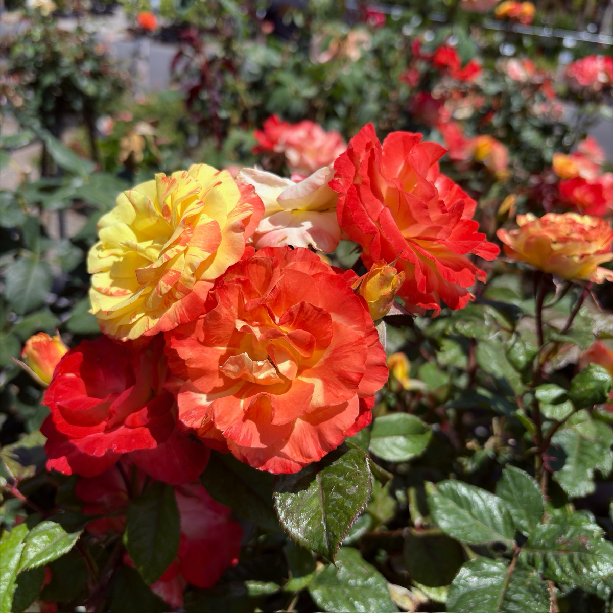 Chihuly Rose