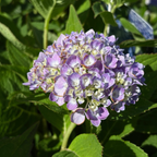 The Original  ES®Hydrangea