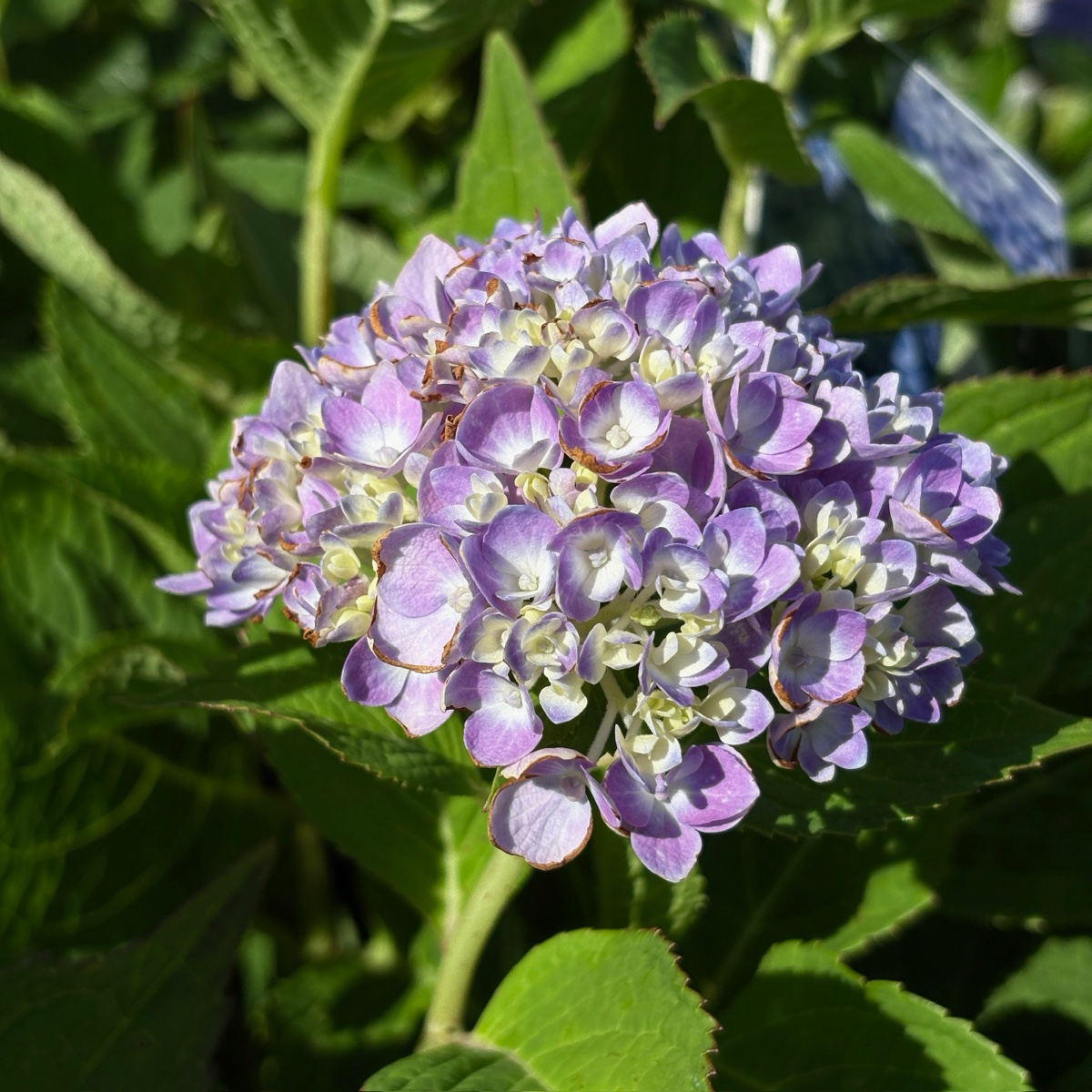 The Original  ES®Hydrangea