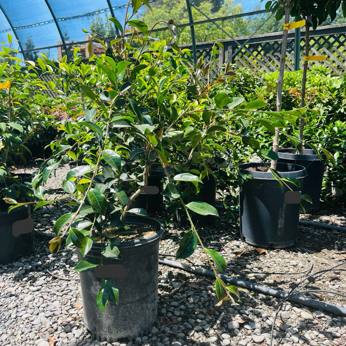 Setsugekka Camellia 