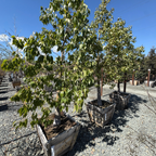Buttle Tree