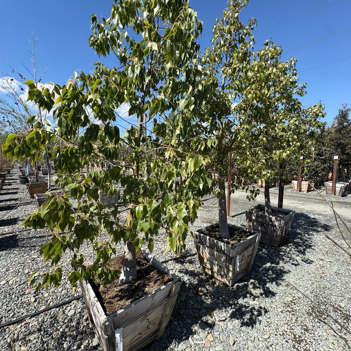 Buttle Tree