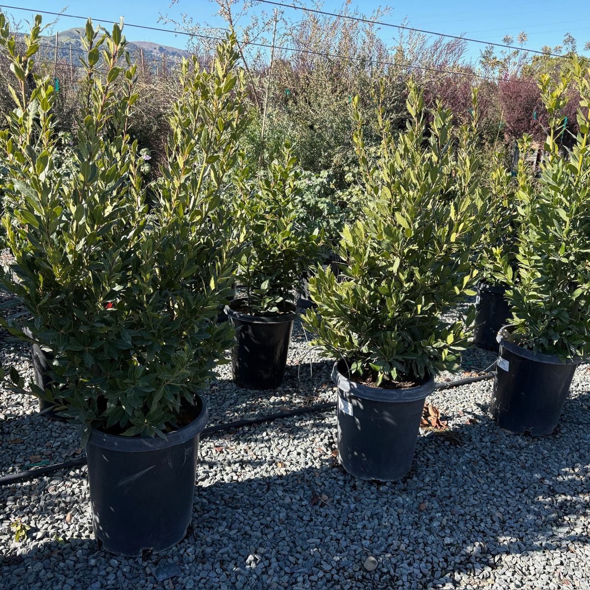 Bay Laurel