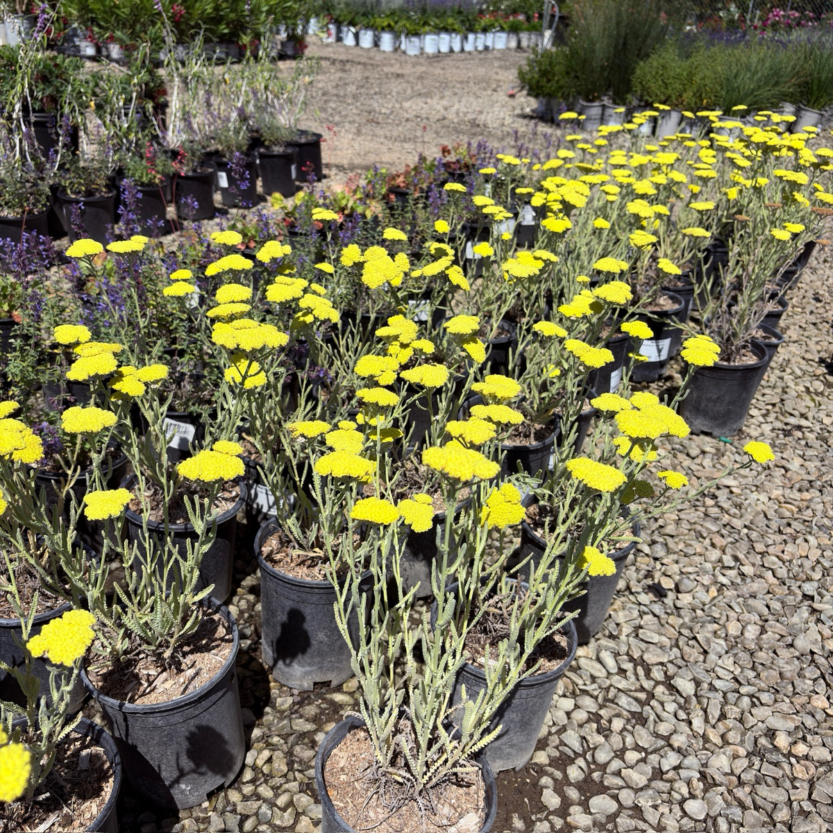 Ground cover plant-Silver Artemisia