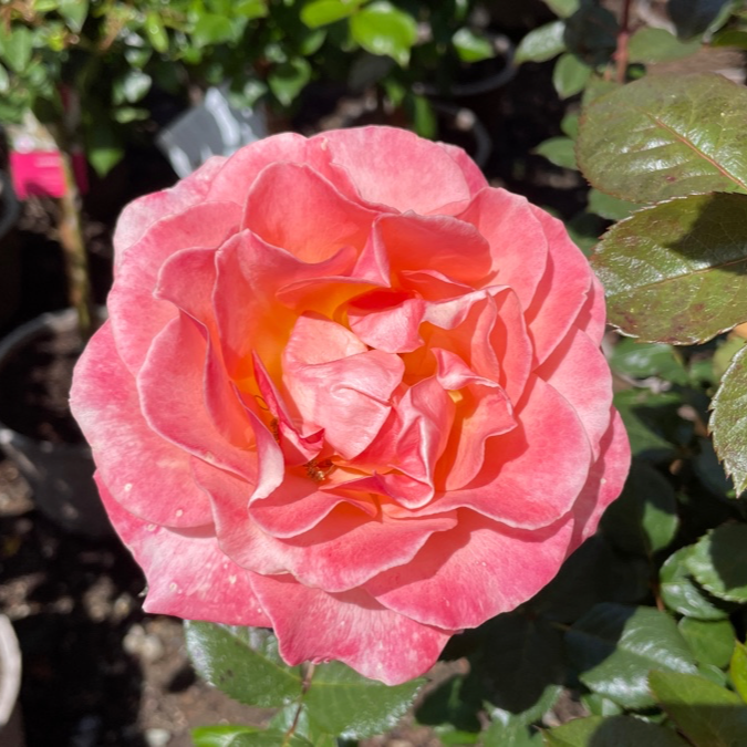 Floribunda Rose-Joyful