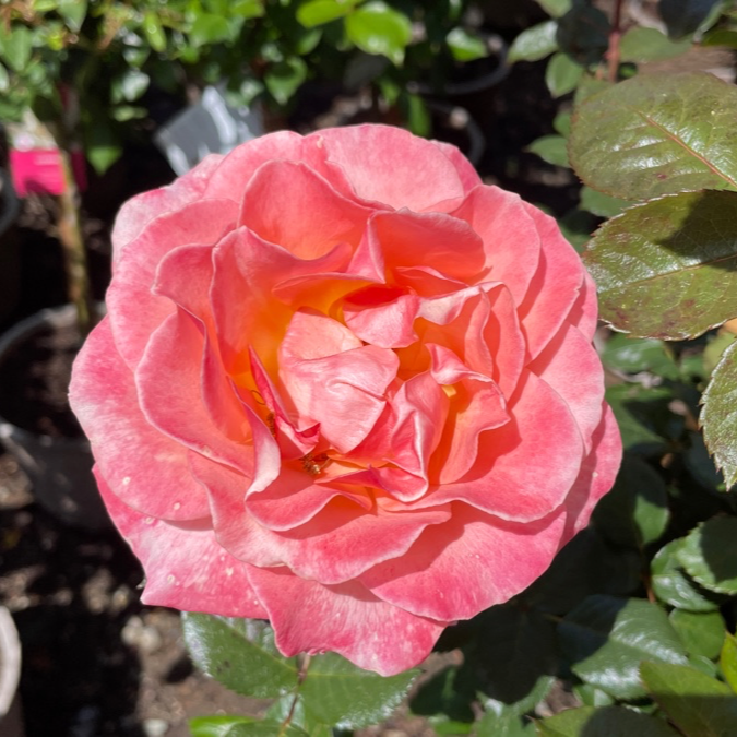 Jump for Joy™ Rose