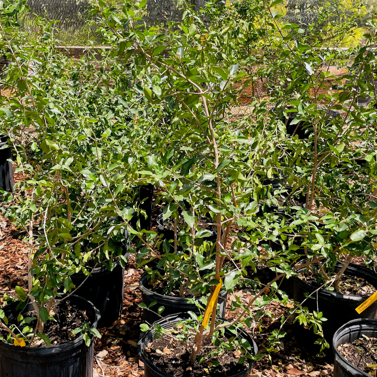 Barbados Cherry