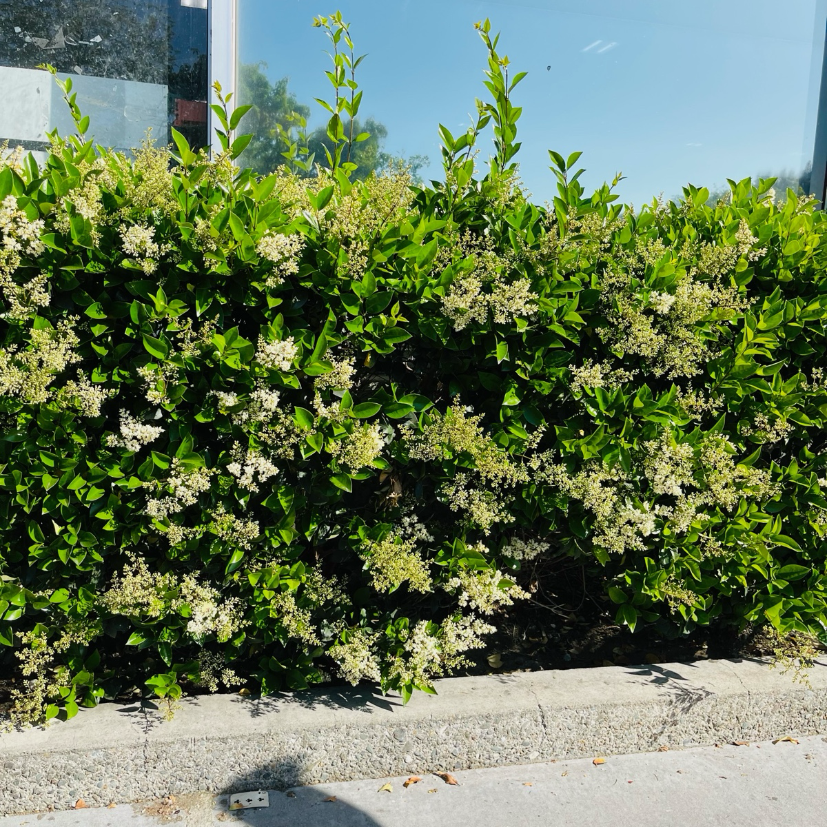 Japanese Ligustrum lucidum