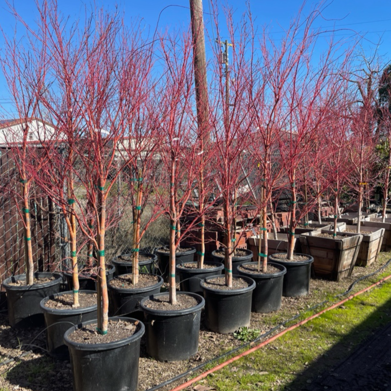 Acer palmatum - Coral Court Japanese Maple