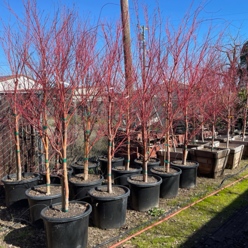 Coral Bark Maple