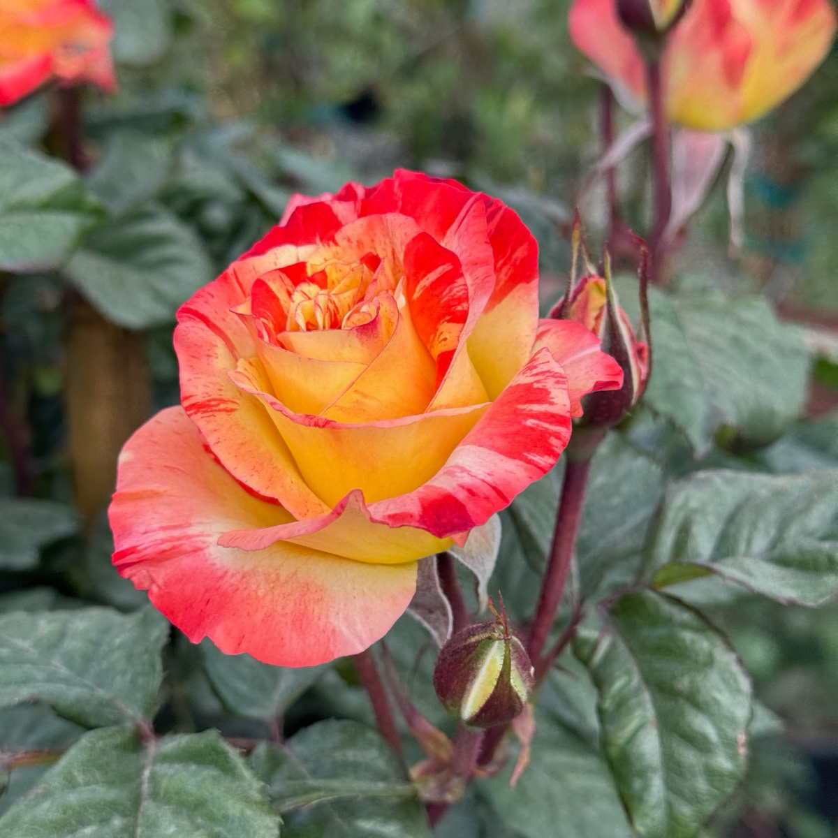 Chihuly Rose