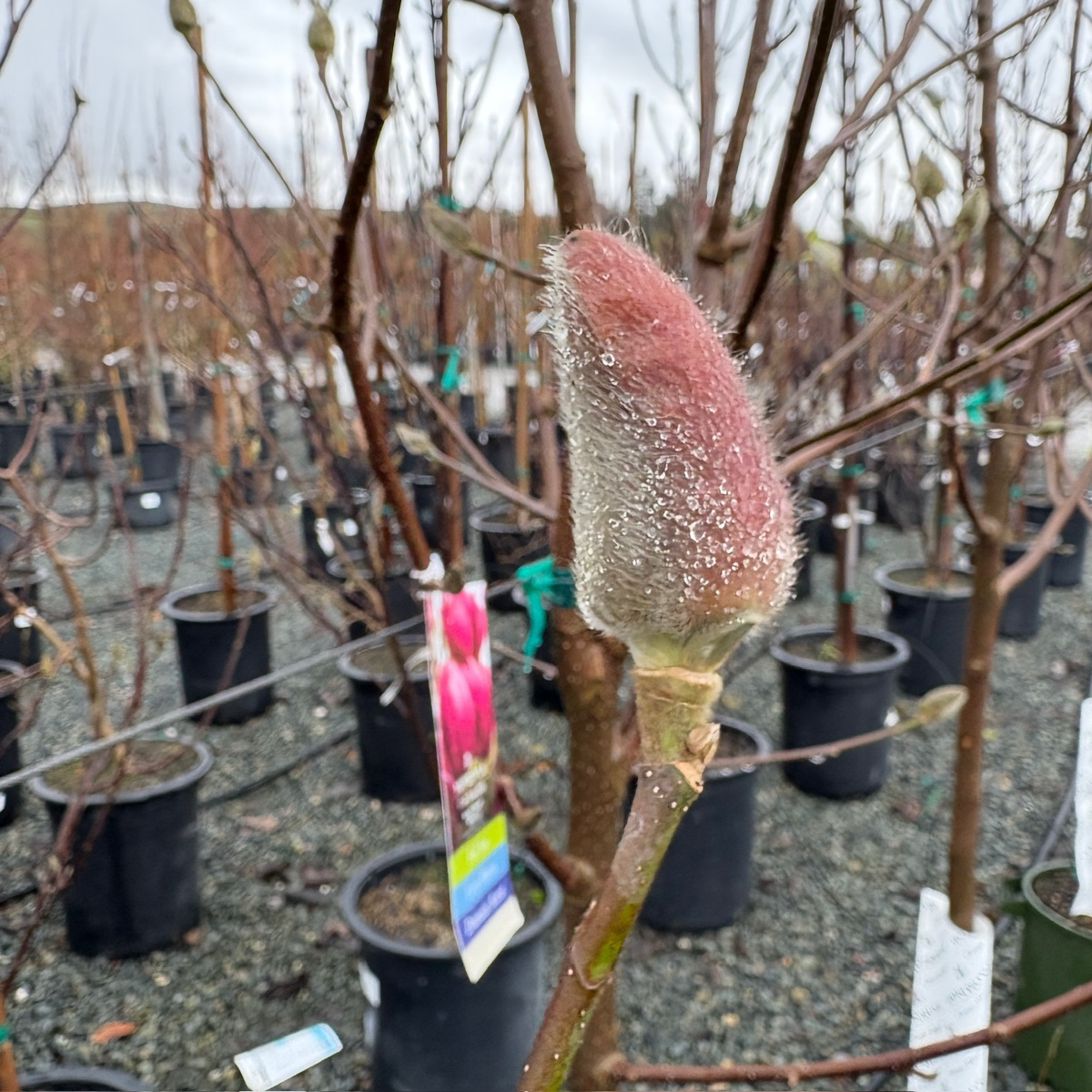 Black Tulip Saucer Magnolia 