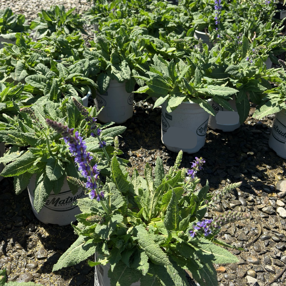 May Night Wood Sage