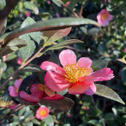 Camellia sasanqua-pink cheer