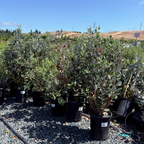 Feijoa Pineapple Guava