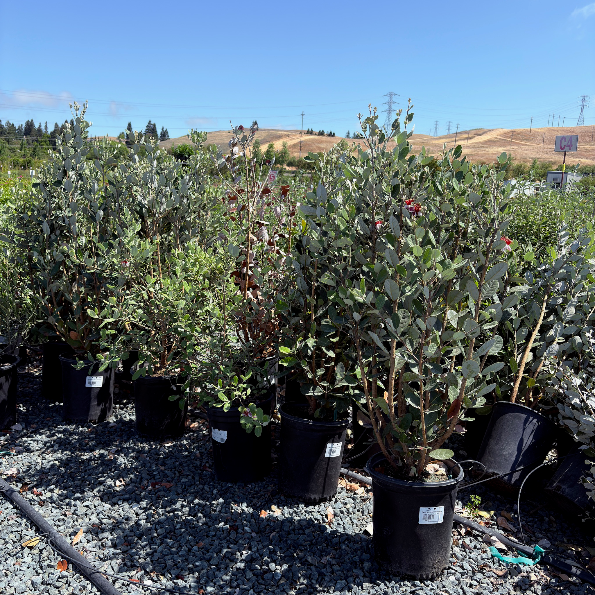 Feijoa Pineapple Guava