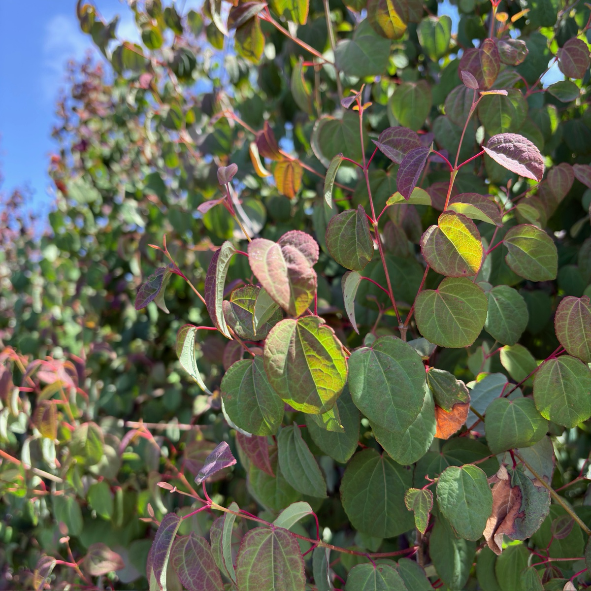 Japanese  Katsura Tree