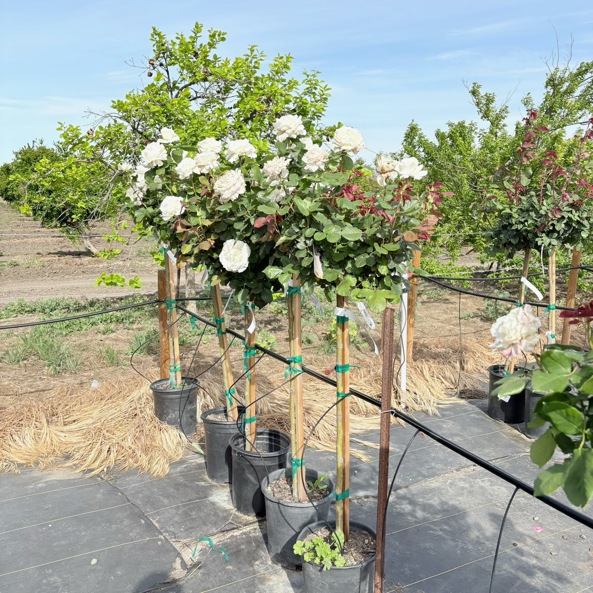 Pope John Paul II Rose