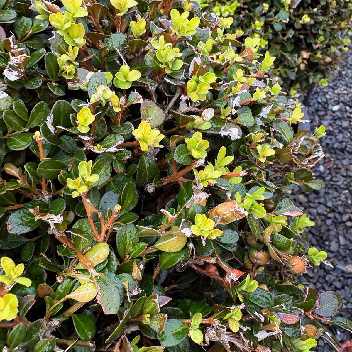 Green Beauty Boxwood