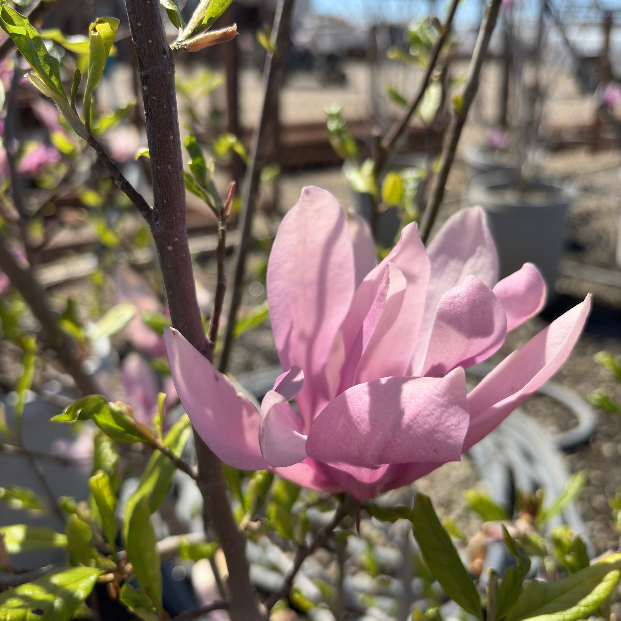 Jane Magnolia