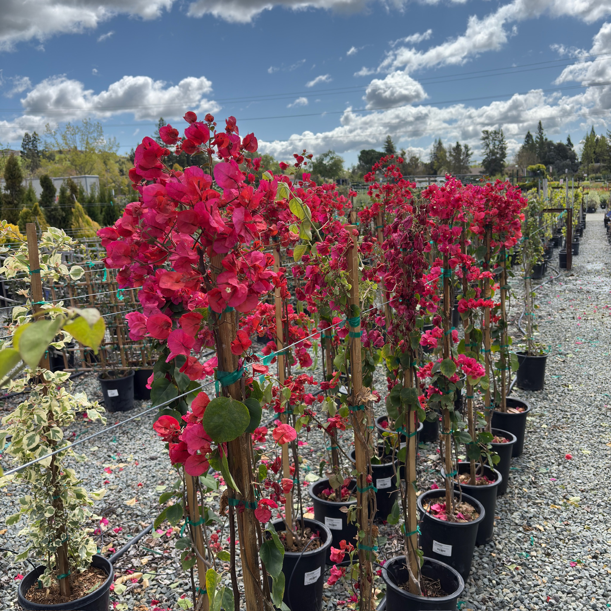 San Diego Red Bougainvillea