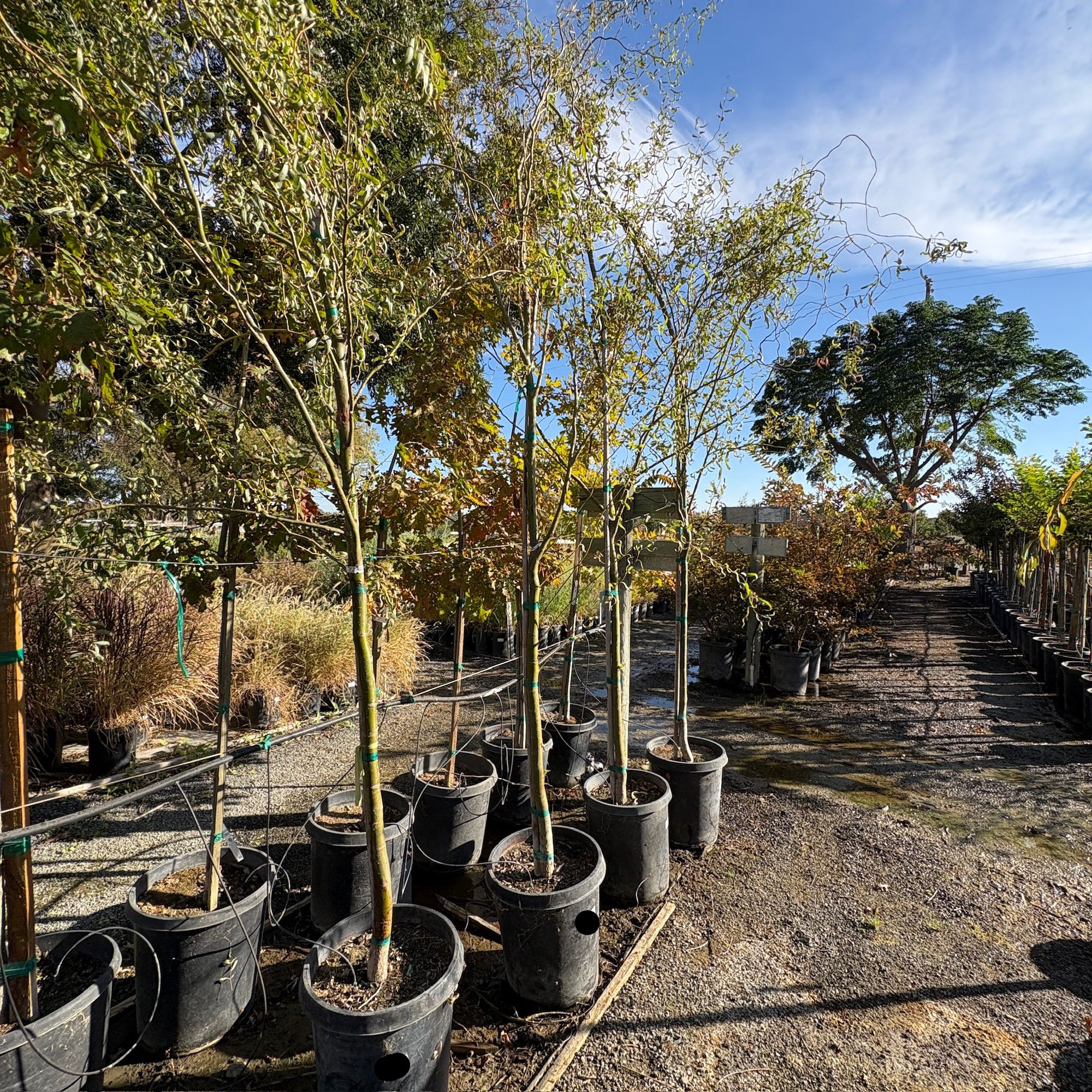 Corkscrew Willow
