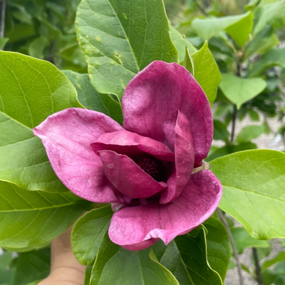 Magnolia Tree - Purple Magnolia