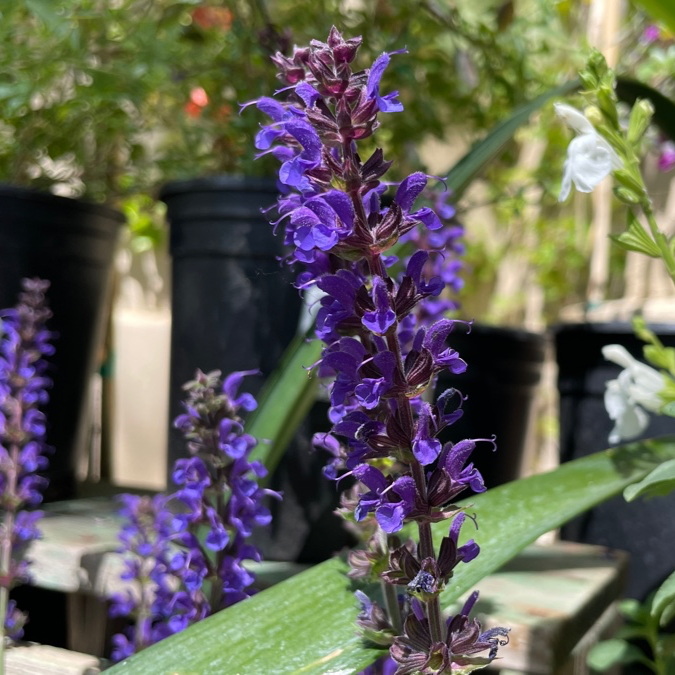 May Night Wood Sage