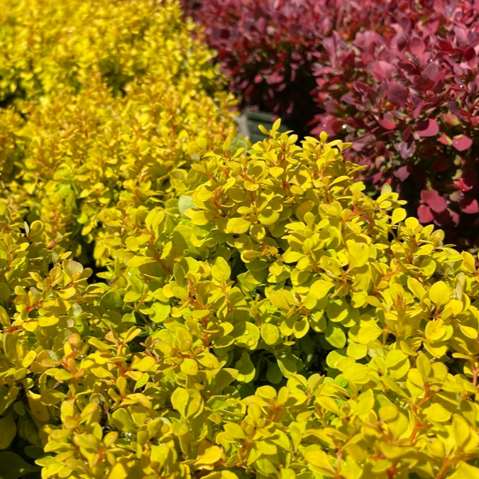Golden Nugget Barberry
