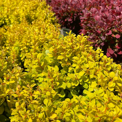 Berberis vulgaris - Golden Berberis