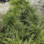 柠檬溅水罗曼草