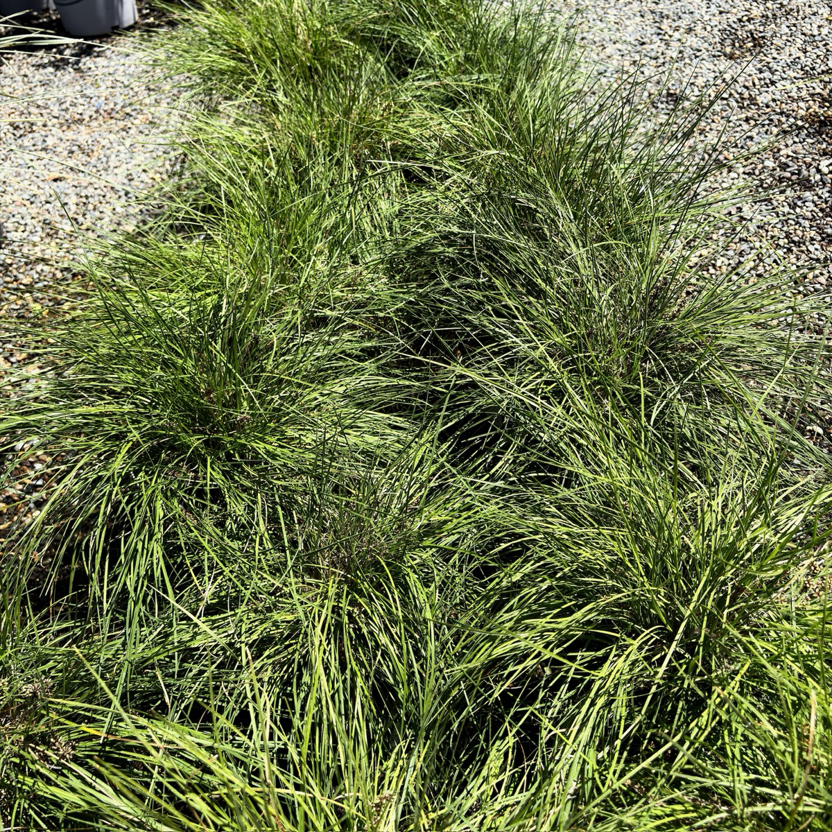 柠檬溅水罗曼草