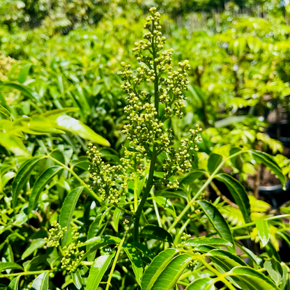 Rare Fruit Tree-Nanyang Olive