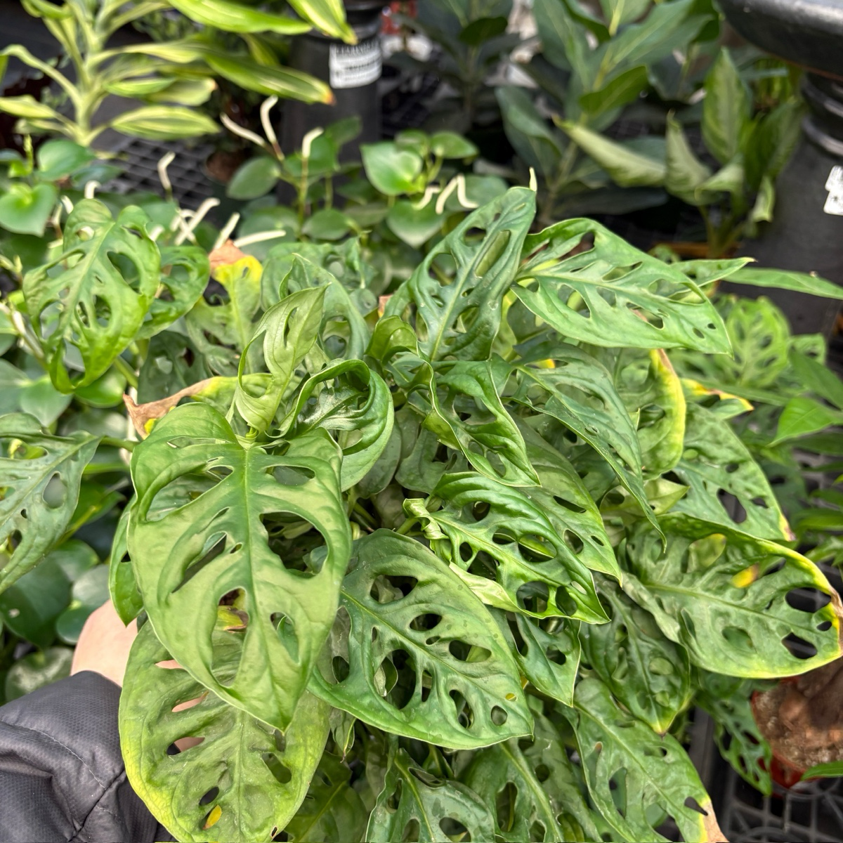 仙洞龟背竹