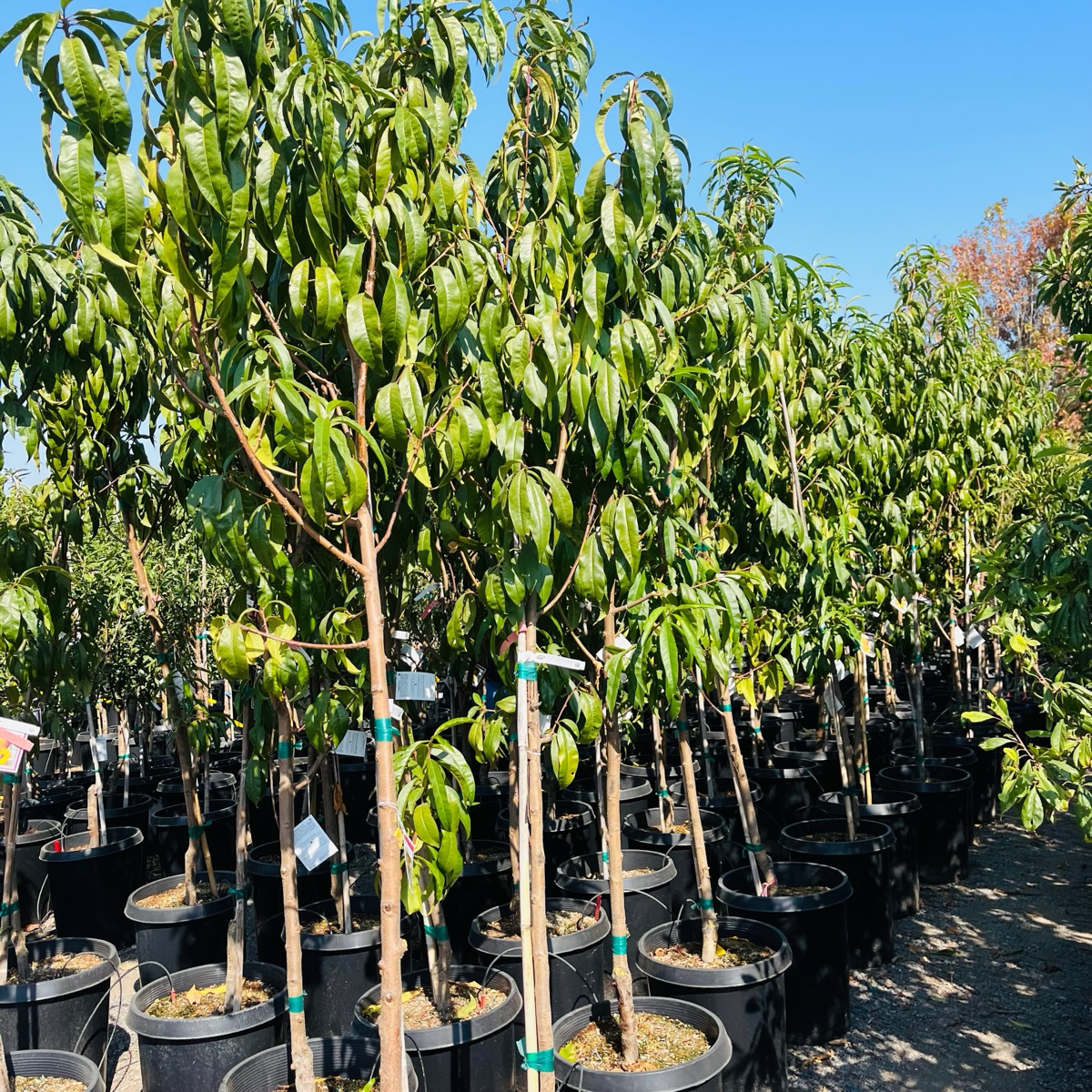 Peach Tree-Rio Oso Gem Yellow Peach