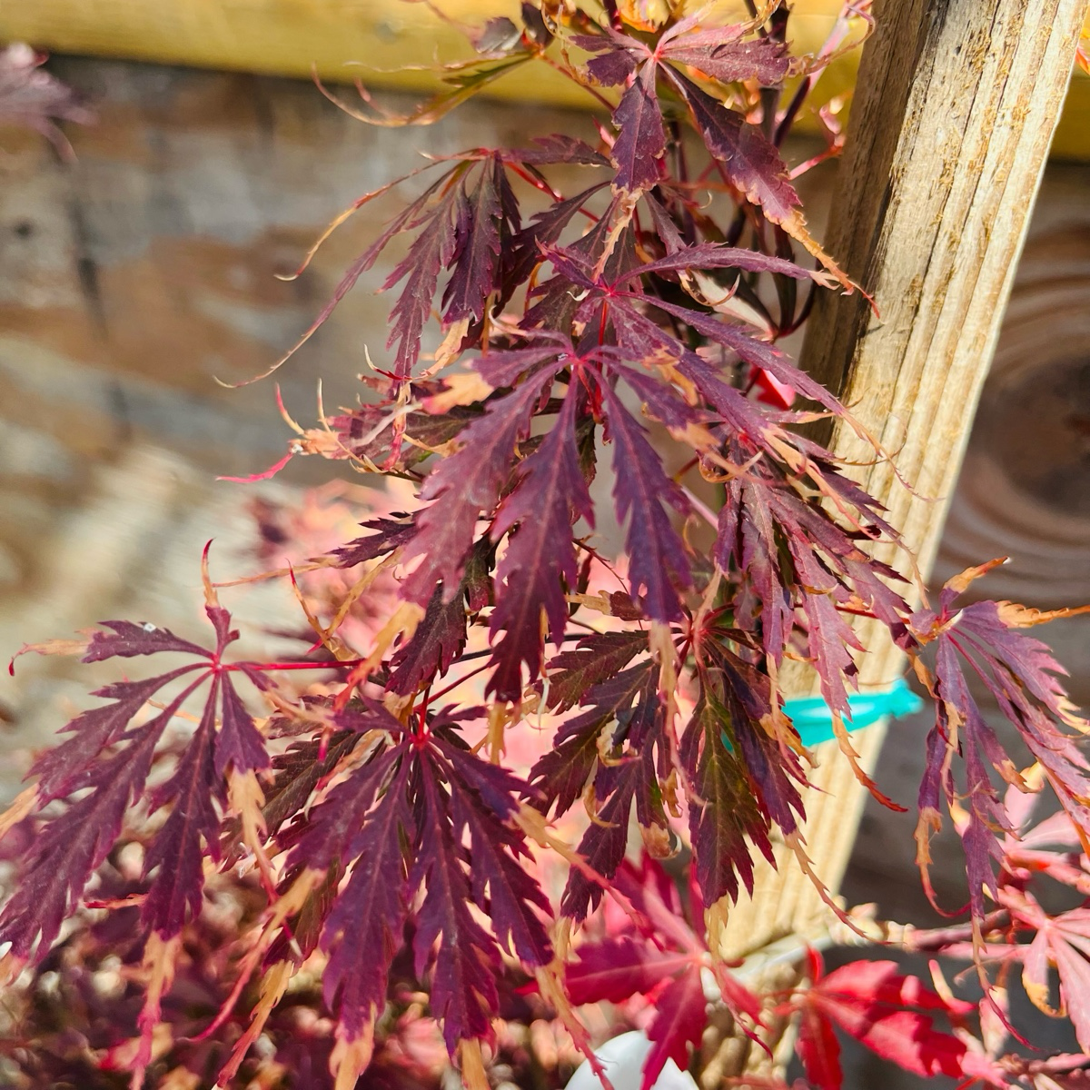 Acer palmatum - Crimson Queen Japanese Maple