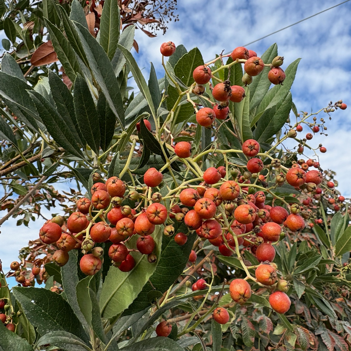 Toyon