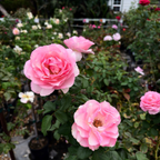 茶香月季-芭芭拉·史翠珊