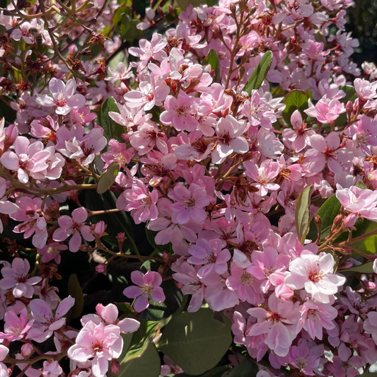Pink Lady Indian Hawthorn