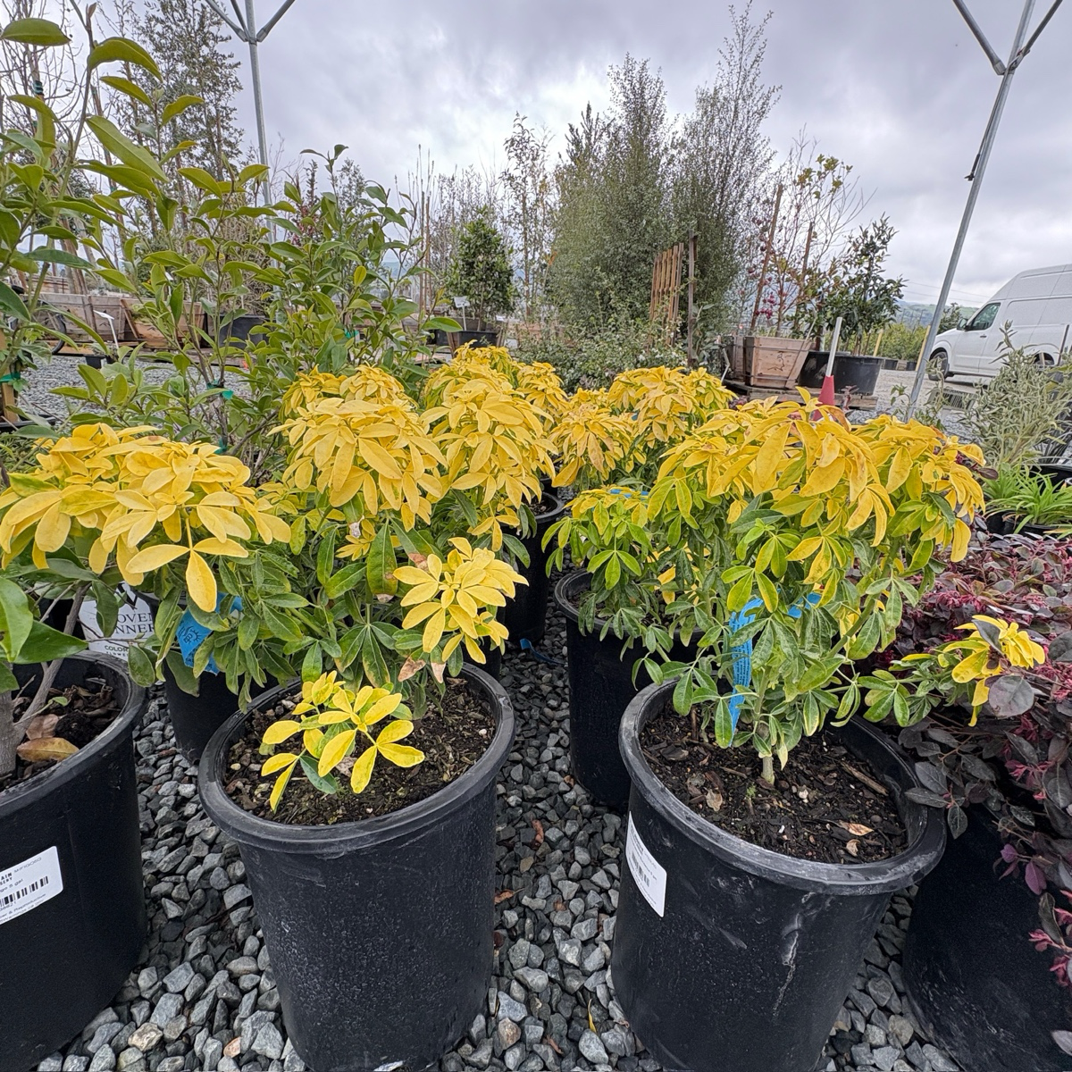 Sundance Mexican Orange Blossom