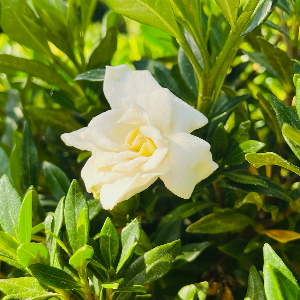 Traling  Gardenia