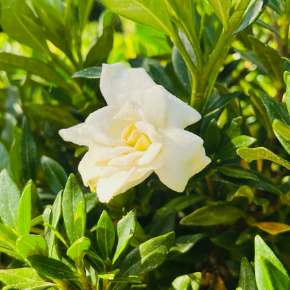 栀子花-茉莉角