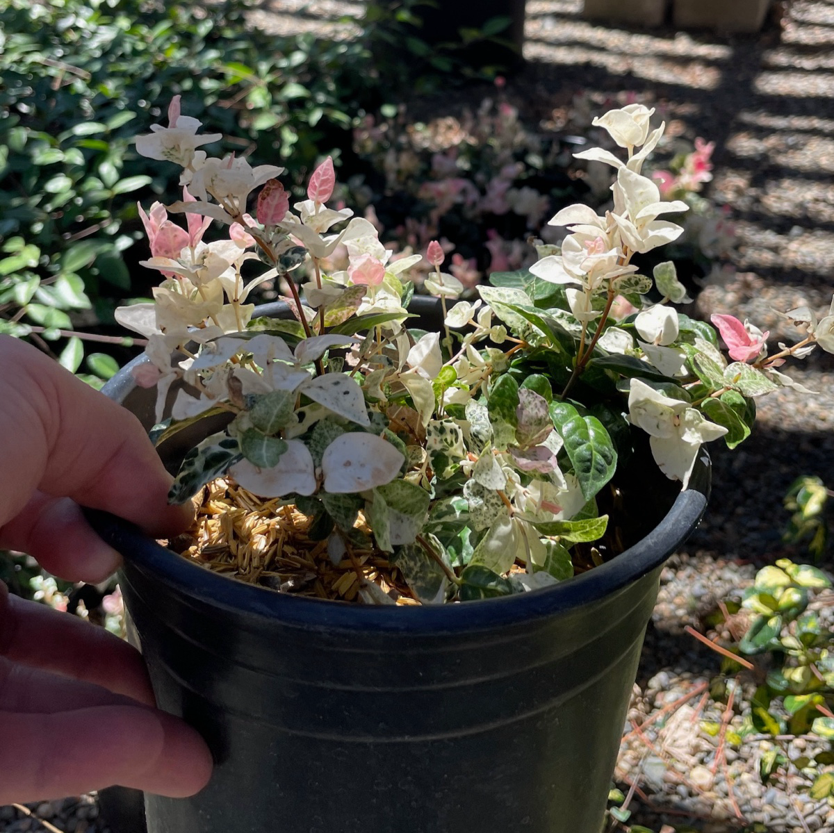 Trachelospermum jasminoides-Trachelospermum jasminoides