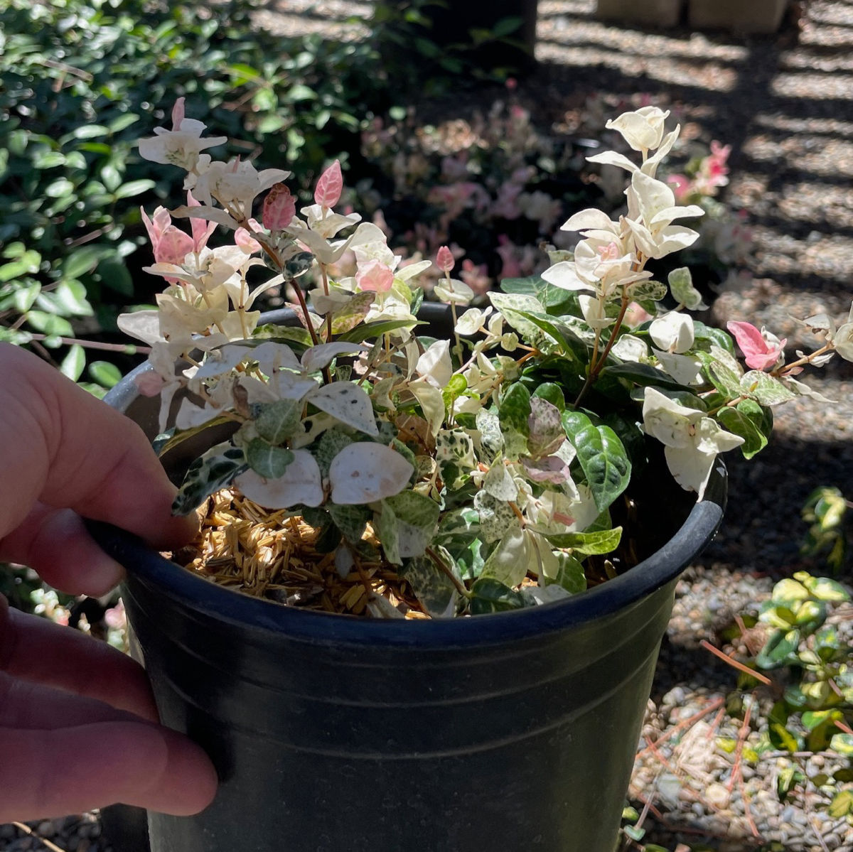 Tricolor Asian Jasmine